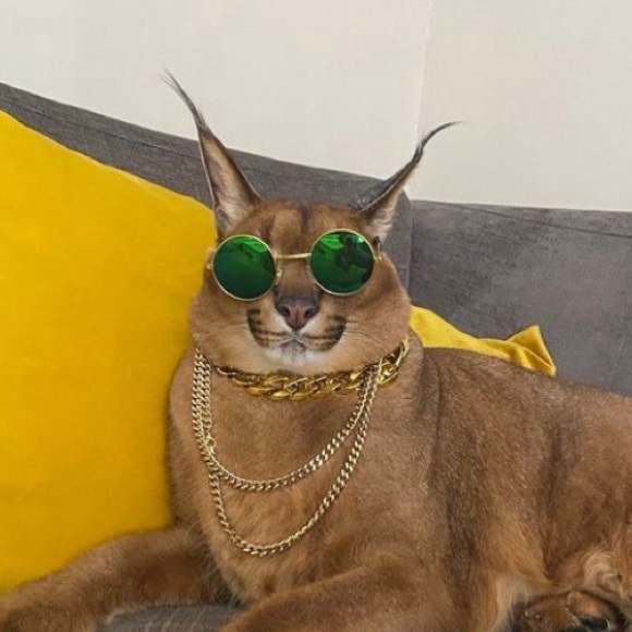 llama500